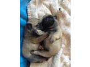 Pug Puppy for sale in GILROY, CA, USA