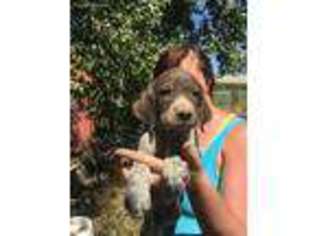 German Shorthaired Pointer Puppy for sale in Montrose, CO, USA