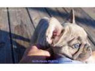 French Bulldog Puppy for sale in Blanco, TX, USA