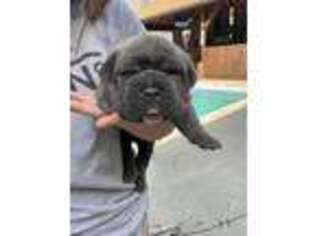 Cane Corso Puppy for sale in Liberty, NC, USA