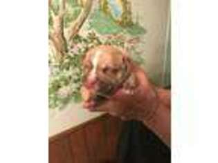 American Bulldog Puppy for sale in Euclid, OH, USA