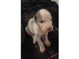 Great Dane Puppy for sale in Vista, CA, USA