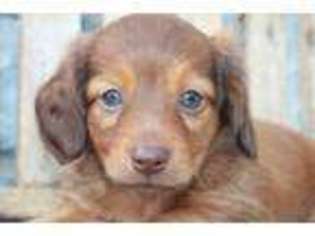 Dachshund Puppy for sale in Wakarusa, IN, USA