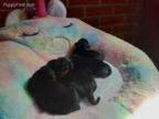 Medium Photo #1 Dachshund Puppy For Sale in Frederick, MD, USA