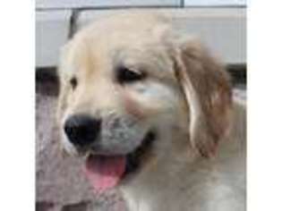 Golden Retriever Puppy for sale in Knoxville, IA, USA