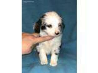 Miniature Australian Shepherd Puppy for sale in Coldwater, MS, USA