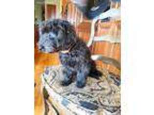 Goldendoodle Puppy for sale in Wisner, NE, USA