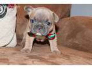 French Bulldog Puppy for sale in Woodinville, WA, USA