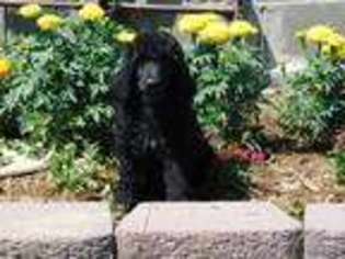 Mutt Puppy for sale in Roundup, MT, USA