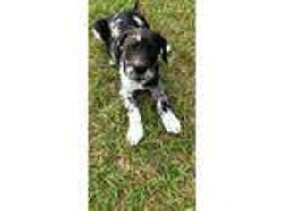 Great Dane Puppy for sale in Monticello, FL, USA