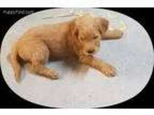 Goldendoodle Puppy for sale in Newport, NH, USA