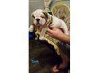 Bulldog Puppy for sale in Atlanta, TX, USA