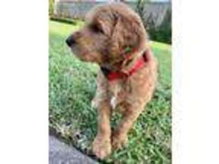 Goldendoodle Puppy for sale in Beaumont, TX, USA