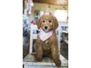 Goldendoodle Puppy for sale in Doerun, GA, USA