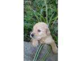 Golden Retriever Puppy for sale in Buffalo, KY, USA