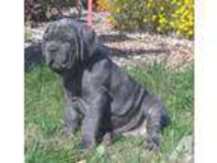 Neapolitan Mastiff Puppy for sale in CLARENCE, MO, USA