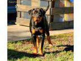 Rottweiler Puppy for sale in Kingsland, GA, USA