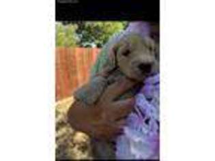 Labradoodle Puppy for sale in Derby, KS, USA