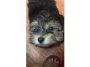 Yorkshire Terrier Puppy for sale in Menifee, CA, USA