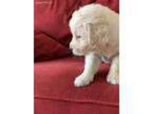 Mutt Puppy for sale in Carrsville, VA, USA