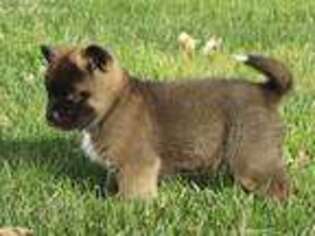 Akita Puppy for sale in Elverson, PA, USA