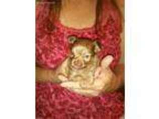 Chihuahua Puppy for sale in Plattsburgh, NY, USA