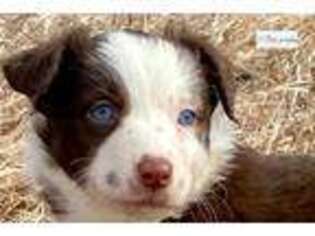 Australian Shepherd Puppy for sale in Pierre, SD, USA