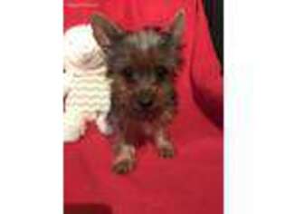 Yorkshire Terrier Puppy for sale in Allen, TX, USA