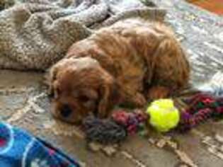 Cavalier King Charles Spaniel Puppy for sale in American Falls, ID, USA