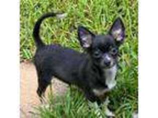 Chihuahua Puppy for sale in Jacksonville, FL, USA