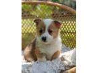 Pembroke Welsh Corgi Puppy for sale in Carlisle, PA, USA