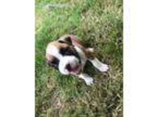 Boxer Puppy for sale in Tillamook, OR, USA