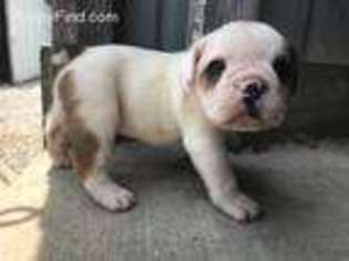 Bulldog Puppy for sale in East Sparta, OH, USA
