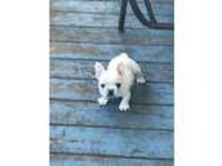 French Bulldog Puppy for sale in Callery, PA, USA