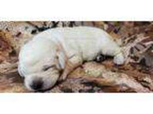 Labrador Retriever Puppy for sale in Hutchinson, KS, USA