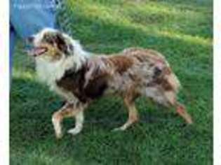 Australian Shepherd Puppy for sale in Lipan, TX, USA