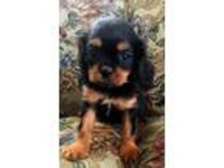 Cavalier King Charles Spaniel Puppy for sale in Argos, IN, USA