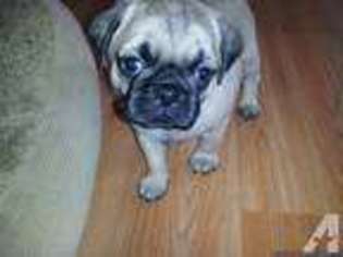 Pug Puppy for sale in KING, NC, USA