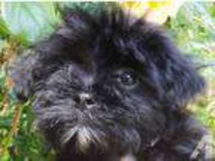 Puppyfinder Com Havanese Puppies Puppies For Sale Near Me In California Usa Page 1 Displays 10