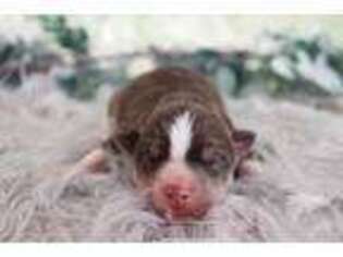 Siberian Husky Puppy for sale in Garland, UT, USA