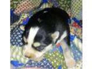 Siberian Husky Puppy for sale in Hallsville, MO, USA