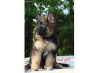 German Shepherd Dog Puppy for sale in Holden, MO, USA