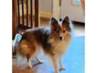 Shetland Sheepdog Puppy for sale in Knoxville, TN, USA
