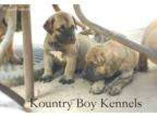 Boerboel Puppy for sale in Atlanta, GA, USA
