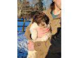 Labradoodle Puppy for sale in Belmont, ME, USA