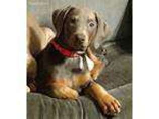 Doberman Pinscher Puppy for sale in Palestine, TX, USA