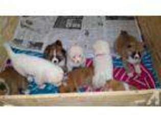 Akita Puppy for sale in ARTESIA, CA, USA