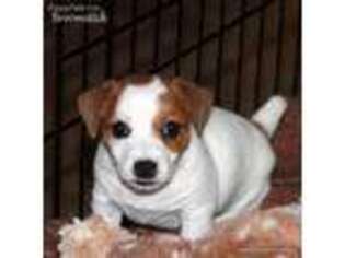 Jack Russell Terrier Puppy for sale in Delta, CO, USA