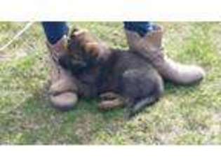 German Shepherd Dog Puppy for sale in SAND LAKE, MI, USA