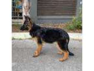 German Shepherd Dog Puppy for sale in Ocala, FL, USA